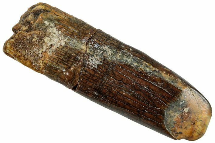 Fossil Sauropod Dinosaur (Titanosaur) Tooth - Morocco #293690